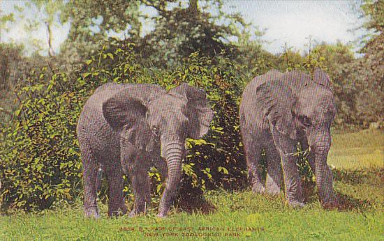 Elephants African Elephants New York Zoological Park