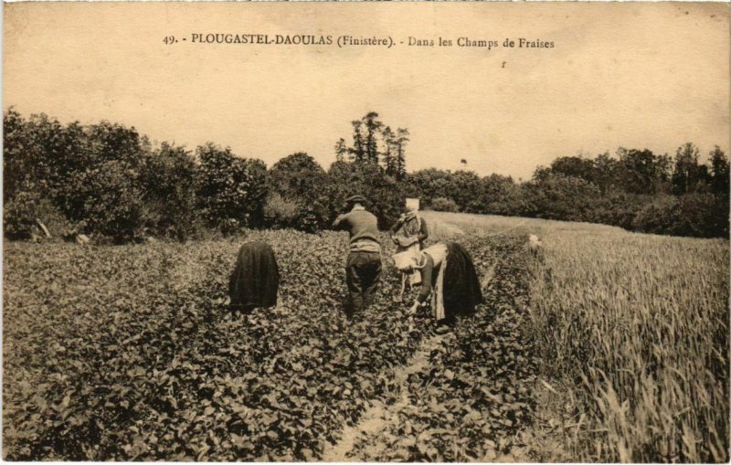 CPA Plougastel Daoulas- Dans les Champs de Fraises FRANCE (1026377)