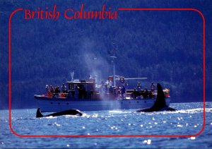 Canada British Columbia Whale Watching