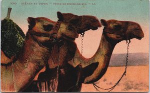 Algeria Scenes Et Types Dromadaires Vintage Postcard C163