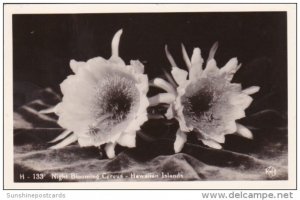 Flowers Night Blooming Cereus Hawaiian Islands Real Photo