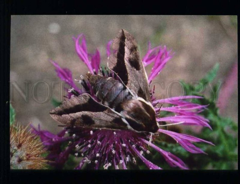 211852 SPAIN CADIZ beautiful butterfly photo