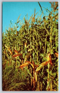 Farm~Iowa Corn Field Where Corn Is King~Vintage Postcard