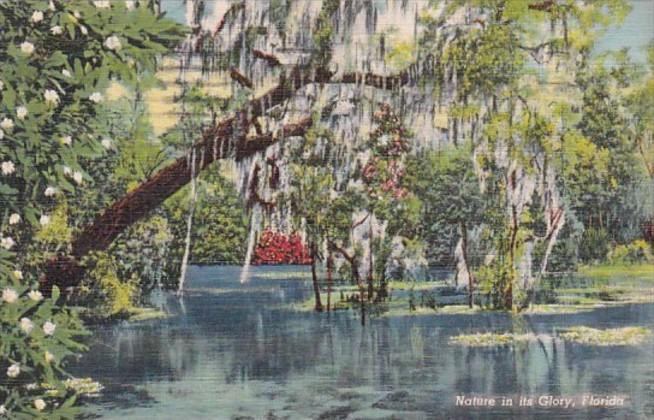 Florida Dunnellon View From Jungle Trail 1942 Curteich