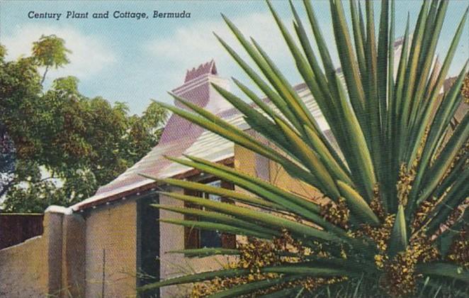 Bermuda Century Plant and Cottage