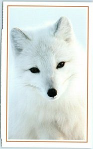 M-12894 An Arctic Fox on Kolguyev Island Russia