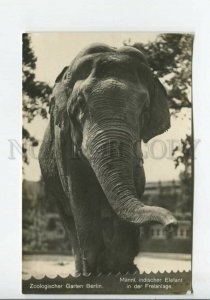 440237 Berlin ZOO Indian elephant Vintage PHOTO postcard