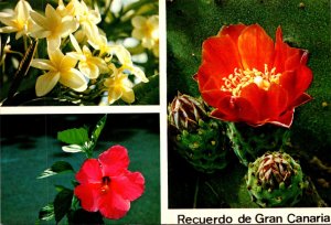 Spain Gran Canaria Local Flowers Cactuc In Bloom Hibiscus & Tiare