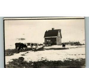 1930s Cattle Grazing in Snowy Field with Barn Real Photo Postcard 6-30 