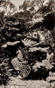 Fern Forest Hawaii HI Unused Real Photo Postcard H35