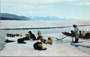 Dog Team Sled Resting Team On Ice Floe Arctic Inuit Unused Vintage Postcard D43