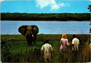 VINTAGE CONTINENTAL SIZE POSTCARD ELEPHANT AT CLOSE QUARTERS KASABA BAY ZAMBIA