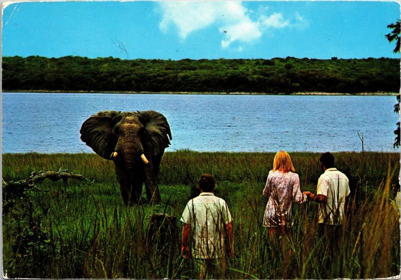 VINTAGE CONTINENTAL SIZE POSTCARD ELEPHANT AT CLOSE QUARTERS KASABA BAY ZAMBIA 