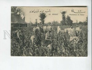 472828 Iran Persia Rescht harvesting on a tobacco plantation Vintage postcard