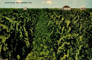 Texas San Antonio Corn Farm