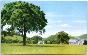 Postcard - Elm on a Vermont farm - Vermont