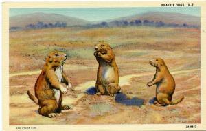 Prairie Dogs - Common sight near highways - Western United States - Linen