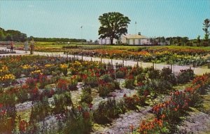 Illinois Wheaton Robert R McCormick Gardens At Cantigny