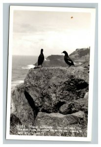 Vintage 1950's RPPC Postcard Pigeon Guillemots Sea Lion Caves Florence Oregon
