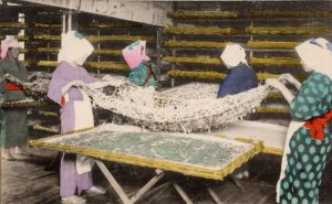 Japan Tokyo Silk Worms Taking Their Third Sleep Silkworm Old Postcard