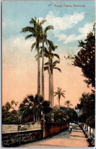 Royal Palms Bermuda Pathway Attraction Antique Postcard