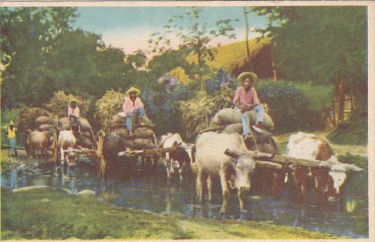 Ox Cart Antiguas Carretas Mexico