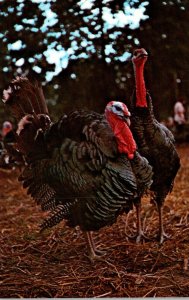 Indiana Parke County Turkey Run Inn Turkeys