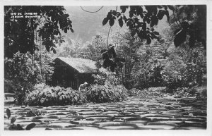 Rio De Janeiro Brazil 1930s RPPC Real Photo Postcard Jardim Botanico