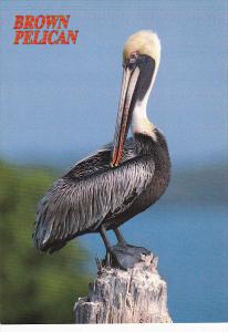 Brown Pelican Louisiana State Bird