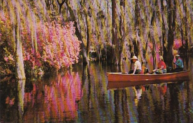 South Carolina Charleston Boating Scene In Cypress Gardens