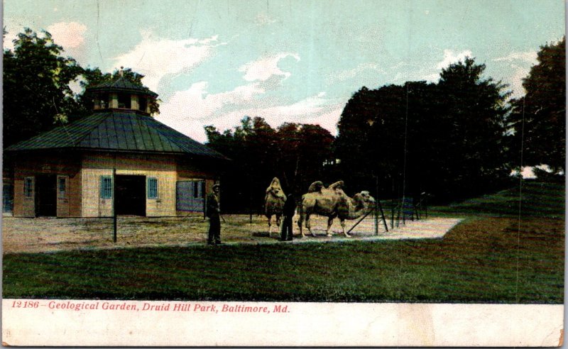 Druid Hill Park Baltimore MD Bactrian Camels c1905 undivided vtg postcard