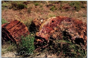 Postcard - Petrified Logs, Petrified Forest National Park - Arizona