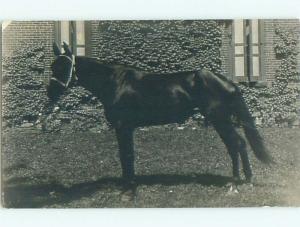 Old rppc HORSE SCENE Great Postcard AB1967