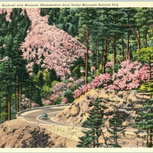 c1940s Tennessee Post Card 11x7 Newfound Gap Mountain Rhododendron Smoky Mts 5K