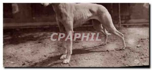 Old Postcard Dog Dogs Greyhound Whippet Beautiful Breeding Changis