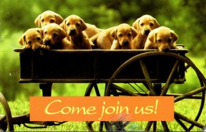 Dogs Puppies In Wagon Come Join Us