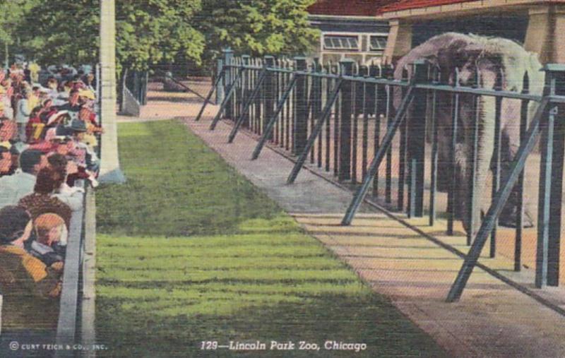 Illinois Chicago Elephants In Lincoln Park Zoo 1949 Curteich