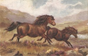 Harry Payne. Shetland Ponies Tuck Oilette Horse Studies  Ser PC # 9138