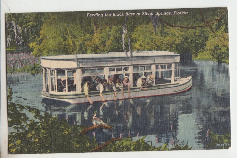 P2910, vintage postcard boat feeding the black bass at silver springs florida
