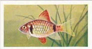 Mitchum Foods Vintage Trade Card Aquarium Fish 1957 2nd Series No 27 Cumming ...