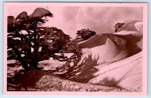 RPPC Liban Les Cedres Lebanon Postcard