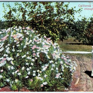 1909 California Winter's Good Enough for Me Boy Watering Flowers Postcard A82