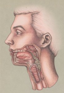 Cross Section Of The Mouth Swallowing Morbid Shock Postcard