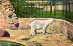 Polar Bear The Zoo At Toronto Canada 1955