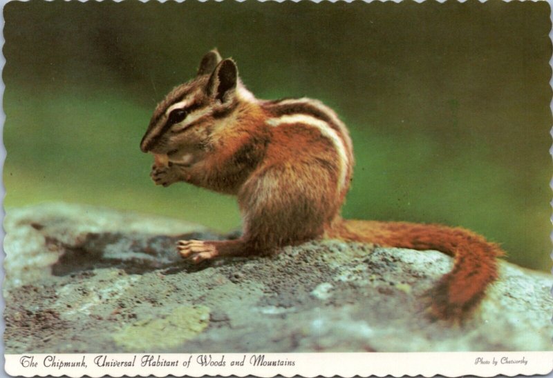 Postcard Chipmunk - Universal Habitant of Woods and ountains
