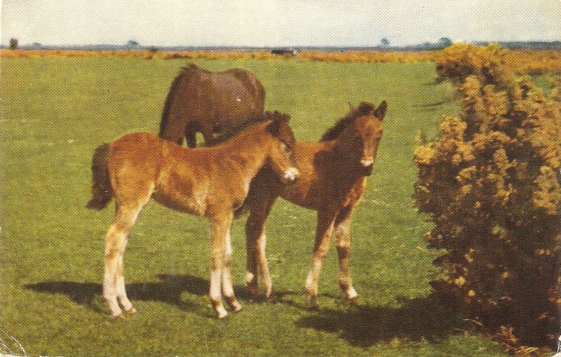 New Forest Ponies Vintage English Salmon Postcard # 1165c