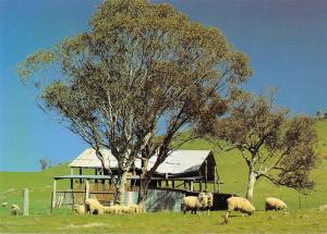 BR101865 grazing sheep orana region nsw   australia