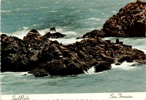 Seal Rocks Postcard: Seals' Seasonal Migration and Mating Habits