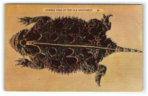 1930-45 Postcard Horned Toad Of The Old Southwest Tucson Arizona