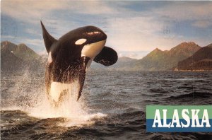 US12 USA Alaska Orca whale jumping 1994